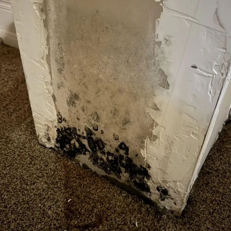 Professional Mold Removal in Hico, TX